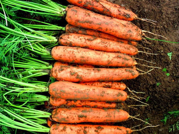 Carrot 988